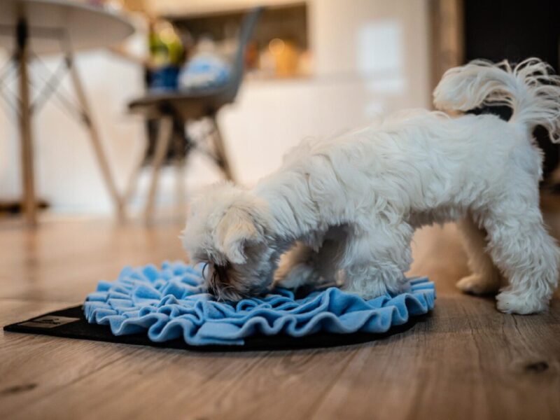 Mata węchowa dla psa niebieska. Premium handmade | NobleDOG
