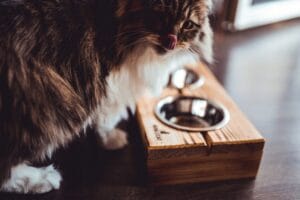 Drewniany stojak na miski dla psa NobleCAT