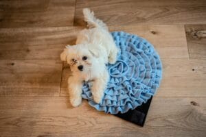 Mata węchowa dla psa niebieska. Premium handmade | NobleDOG