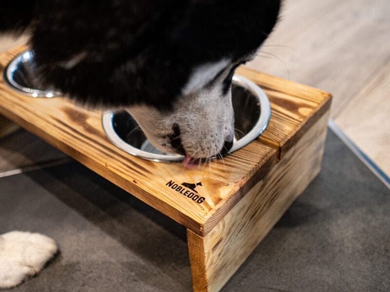 bufet dla psa NobleDOG