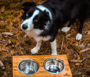 Border Collie przy bufecie