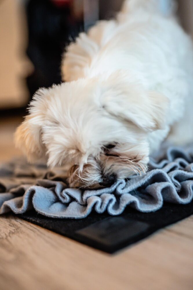 Mata węchowa dla psa niebieska. Premium handmade | NobleDOG