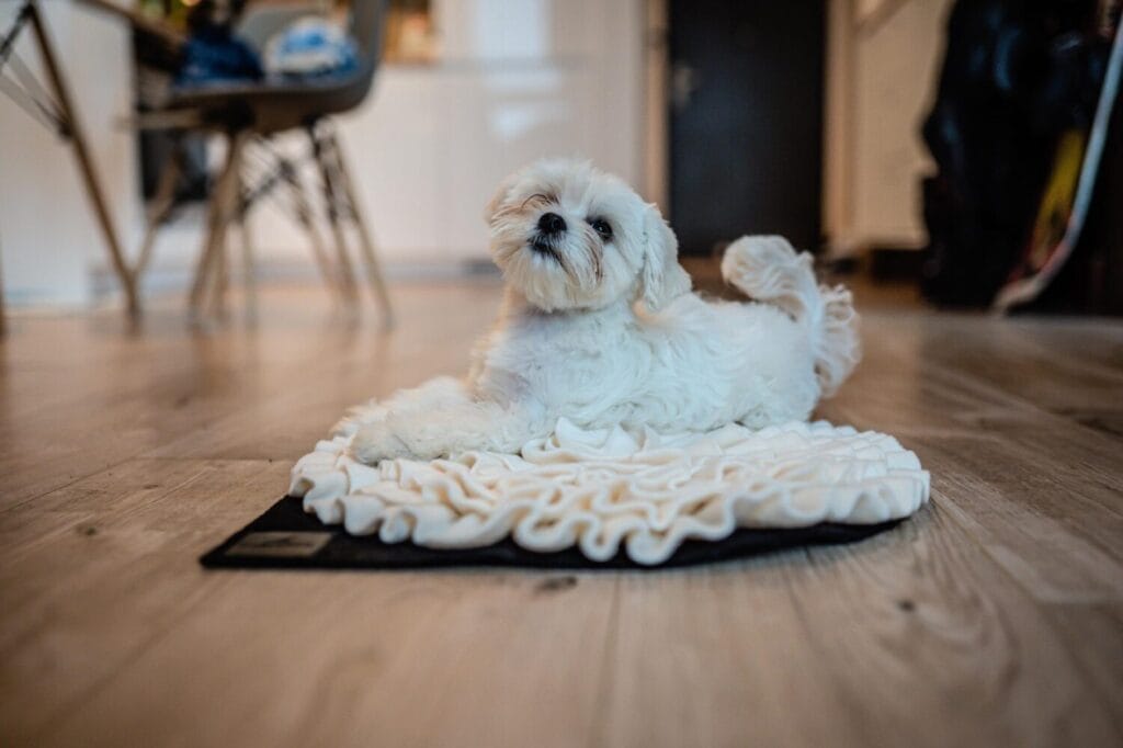 Mata węchowa dla psa mleczna. Premium handmade | NobleDOG