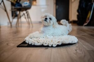 Mata węchowa dla psa mleczna. Premium handmade | NobleDOG