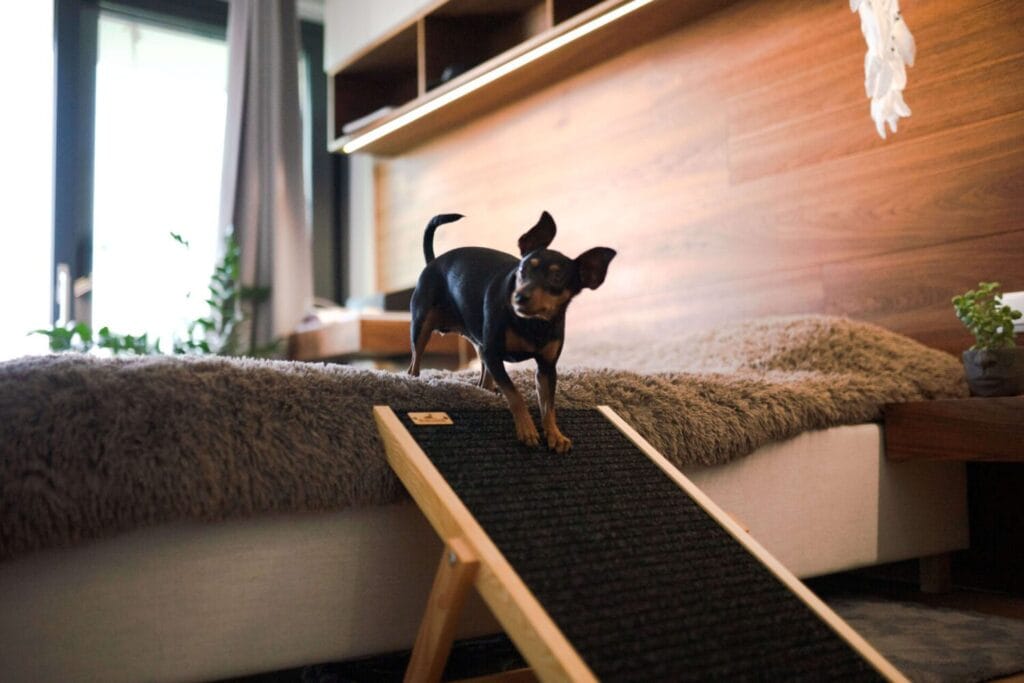 Drewniana rampa dla psa NobleDOG