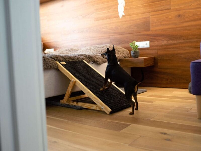 Drewniana rampa dla psa NobleDOG