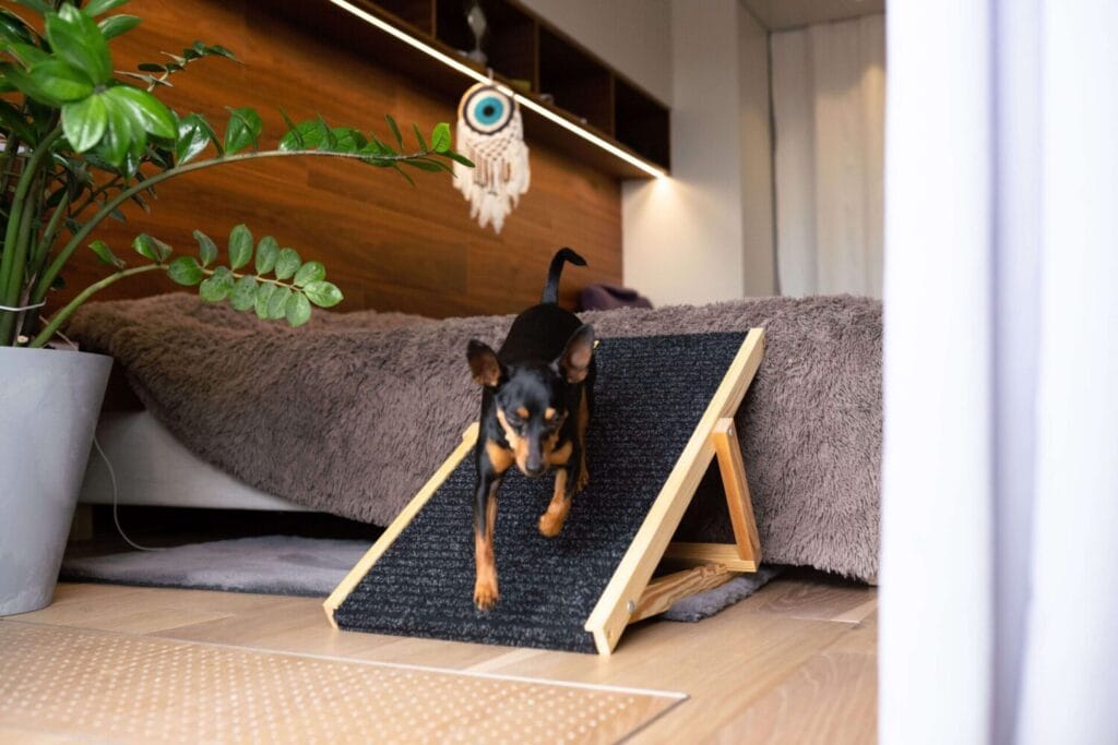 Drewniana rampa dla psa NobleDOG