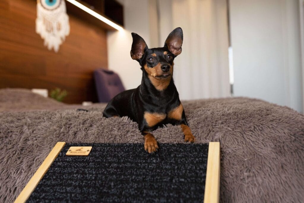 Drewniana rampa dla psa NobleDOG