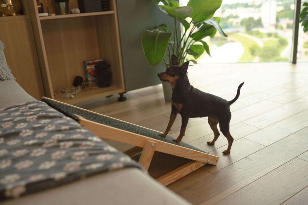 Drewniana rampa dla psa NobleDOG