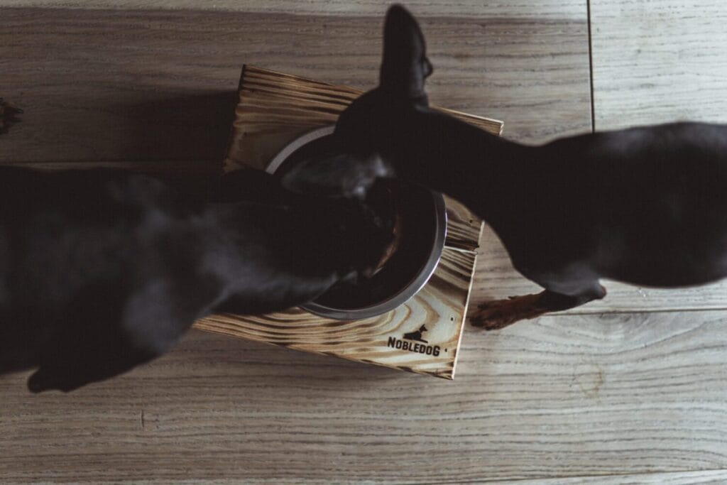 Bufet dla psa NobleDOG