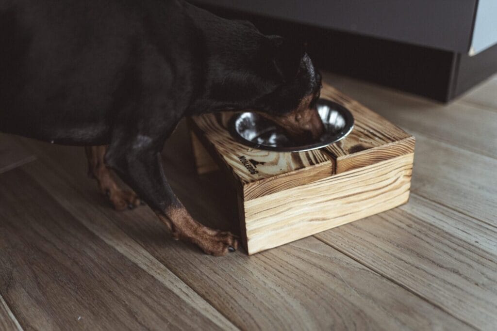 Bufet dla psa NobleDOG