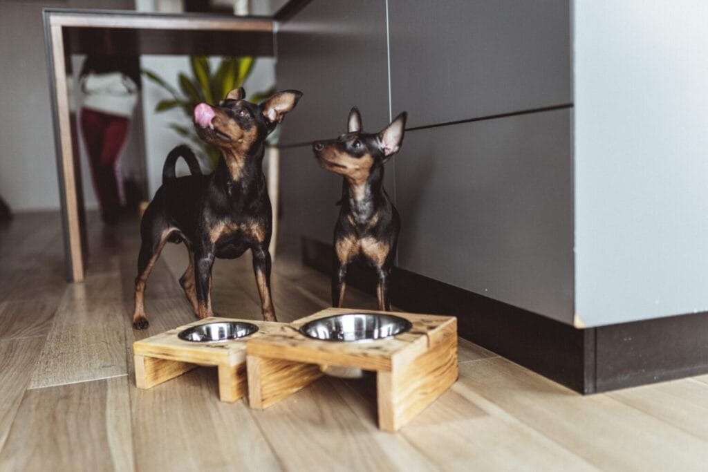 Bufet dla psa NobleDOG