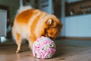 Kula węchowa dla psa NobleDOG