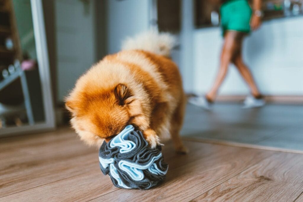 Kula węchowa dla psa NobleDOG