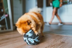 Kula węchowa dla psa NobleDOG