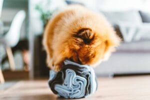 Kula węchowa dla psa NobleDOG