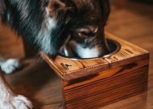 Bufet dla psa NobleDOG