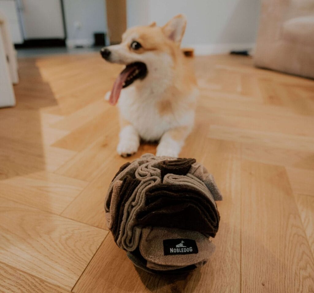 Kula węchowa dla psa cappucino