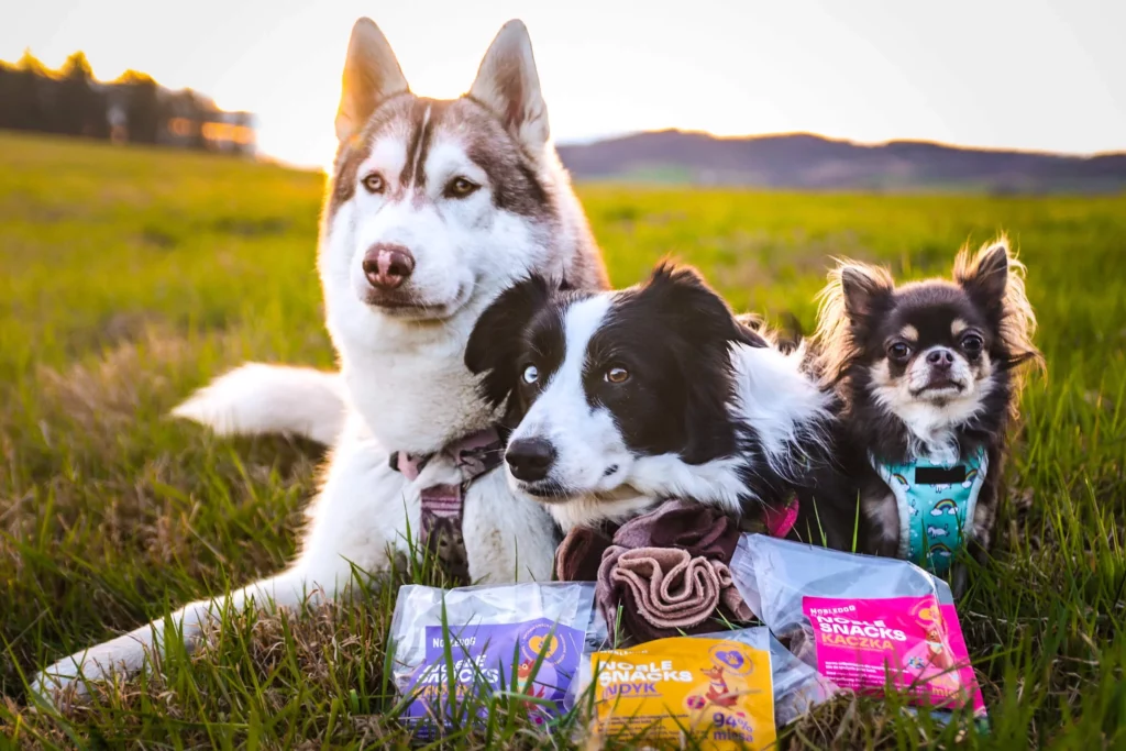 psy z kulą węchową i naturalnymi treserkami do zabawek węchowych