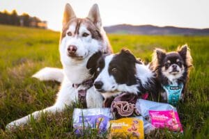 przysmaki do kul i mat węchowych