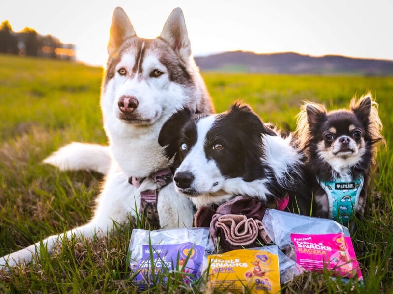 przysmaki do kul i mat węchowych