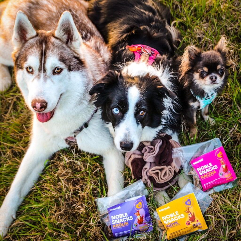 psy na spacerze z naturalnymi przysmakami