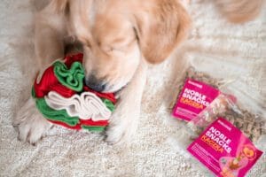 kula węchowa dla psa z prysmakami