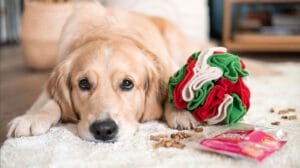 golden retriver kula węchowa