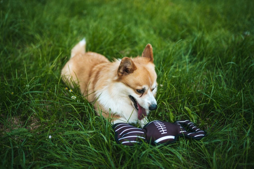 Zabawka pluszowa dla psa, rugby, z dźwiękiem