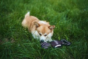 Zabawka pluszowa dla psa, rugby, z dźwiękiem