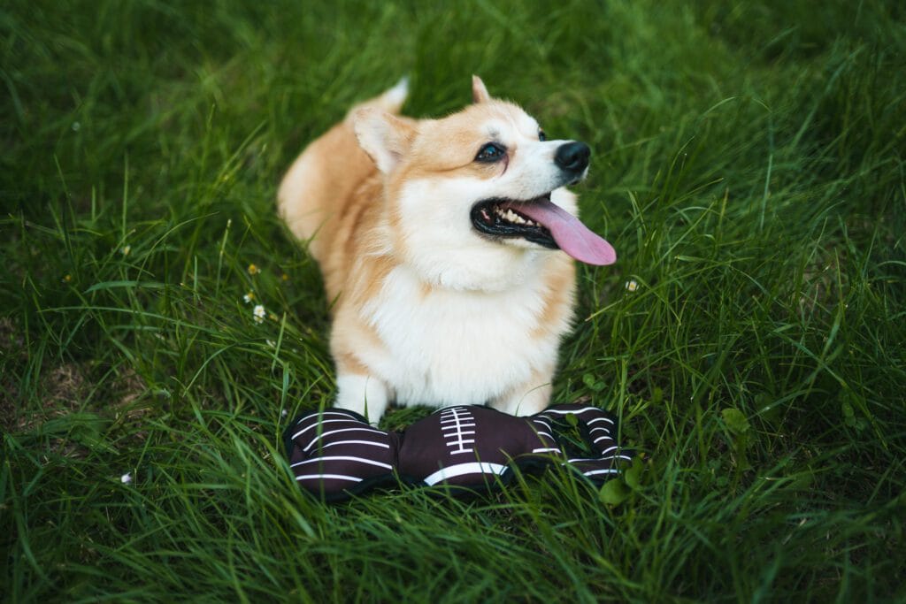 Zabawka pluszowa dla psa, rugby, z dźwiękiem