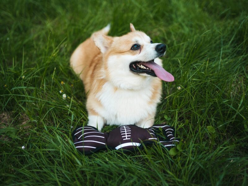 Zabawka pluszowa dla psa, rugby, z dźwiękiem