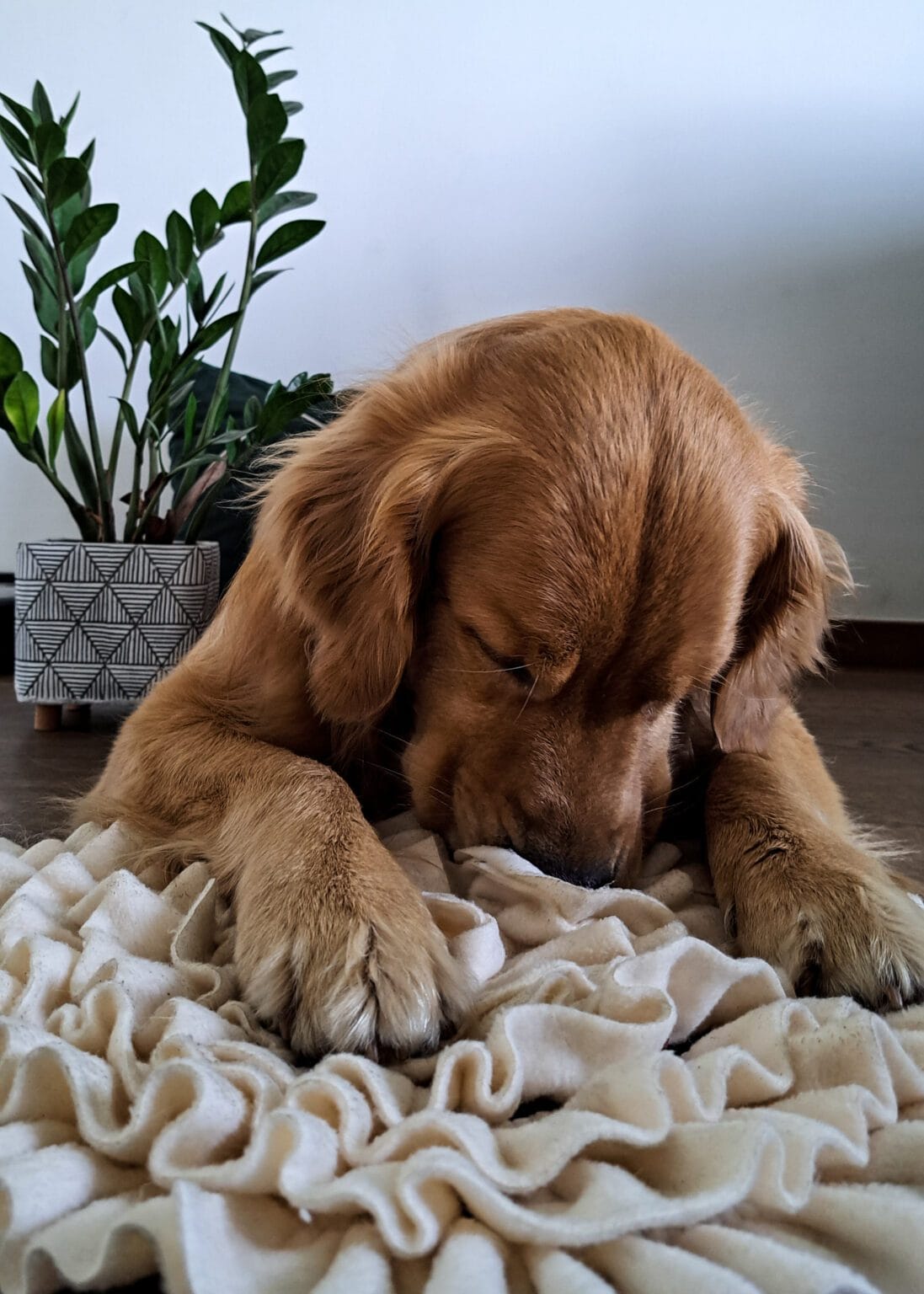 Zestaw dla psa mata węchowa + smaczki