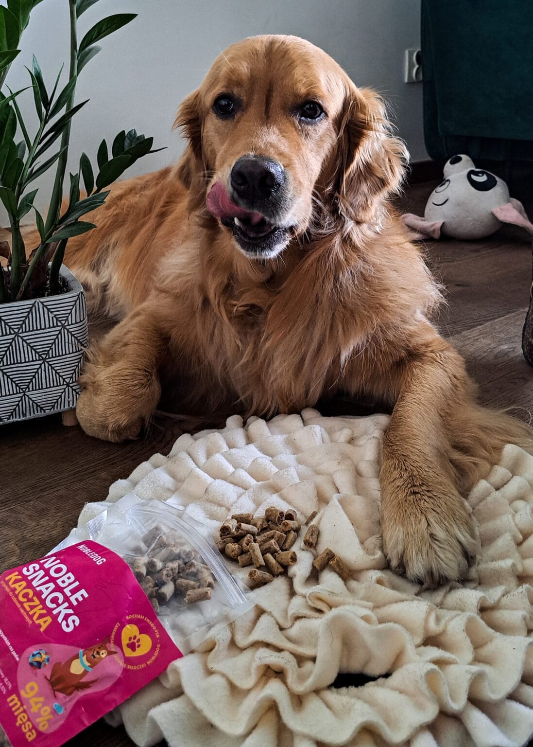 Zestaw dla psa mata węchowa + smaczki