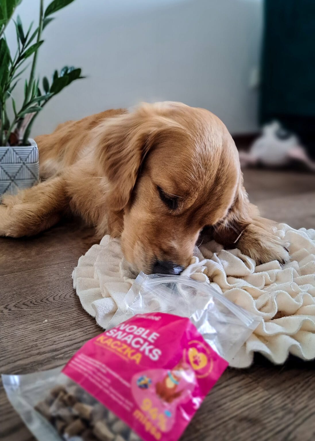 Zestaw dla psa mata węchowa + smaczki