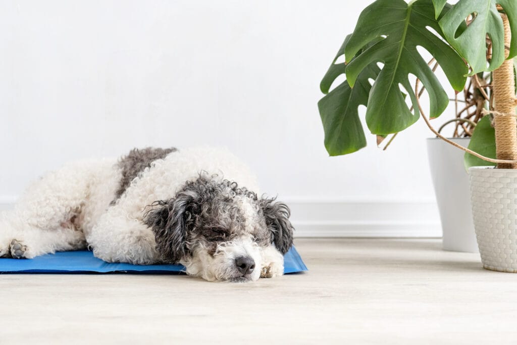 mata chłodząca dla psa na upalne dni