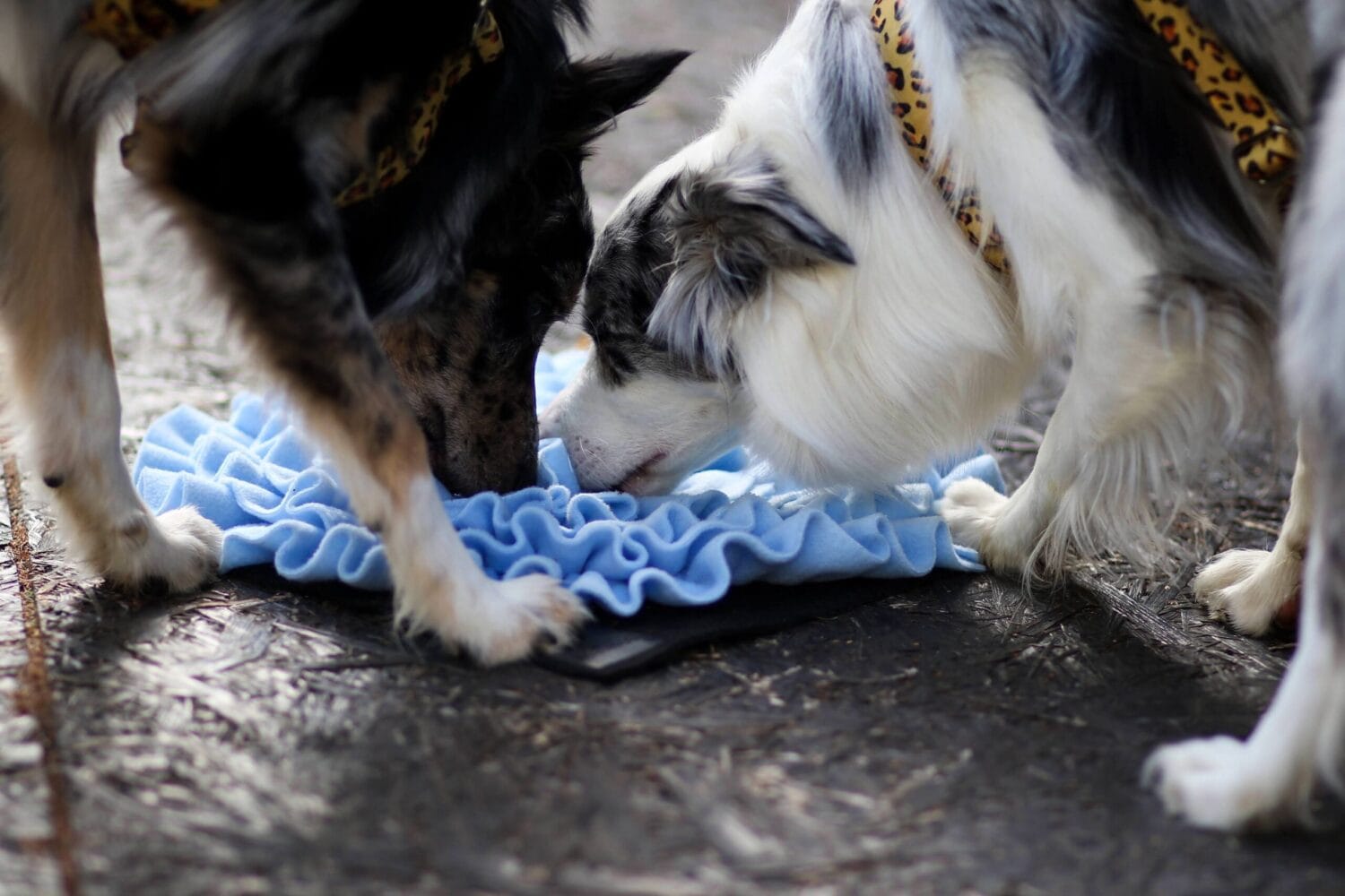 niebieska mata węchowa dla psa