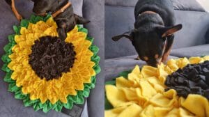 Mata węchowa zabawka pobudzająca umysł psa