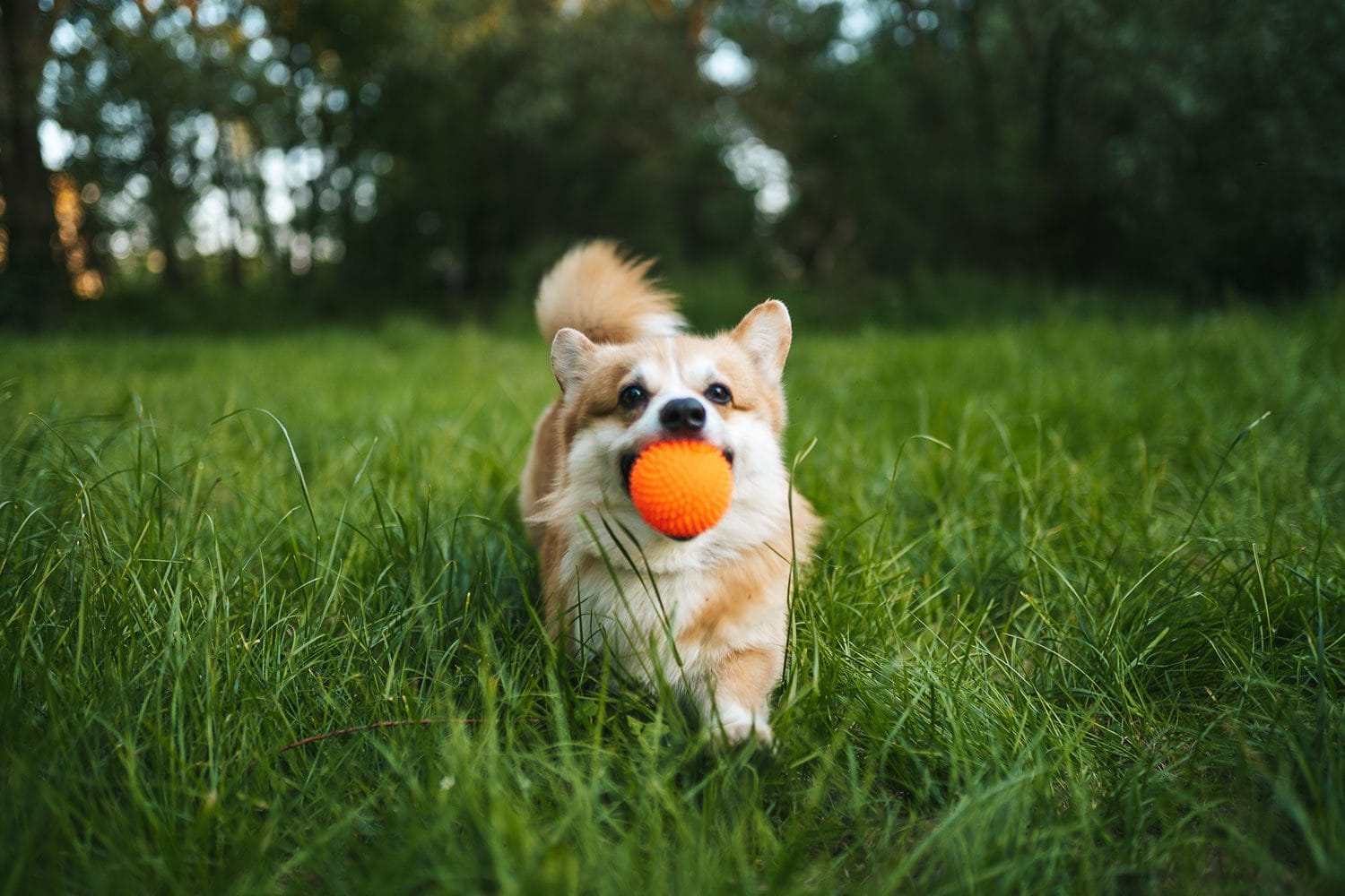 Stymulacja umysłowa psa z piłką