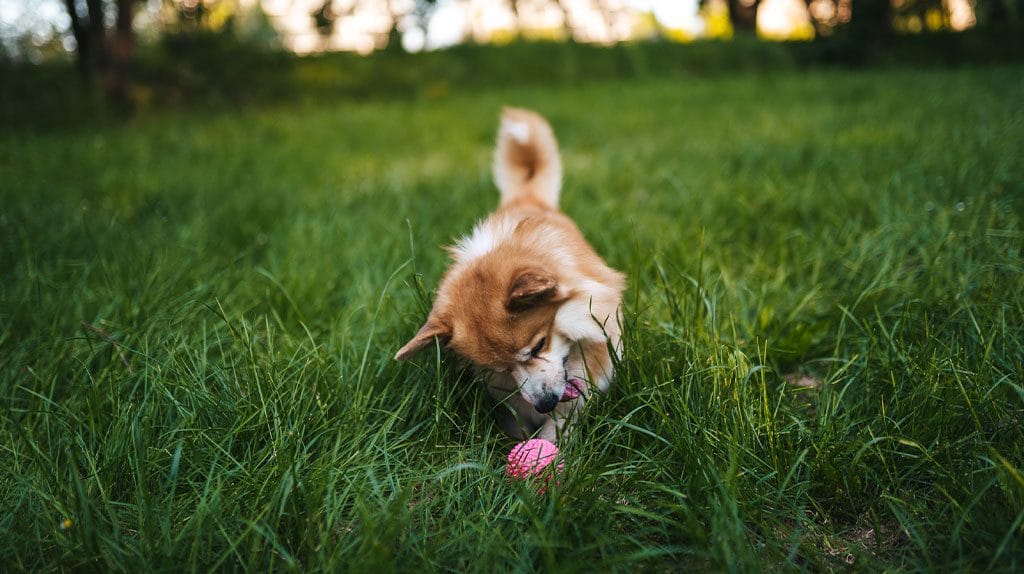 Jak nauczyć psa aportowania