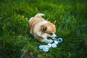 Gryzak pluszowa zabawka, piłka nożna dla psa