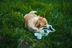 Gryzak pluszowa zabawka, piłka nożna dla psa