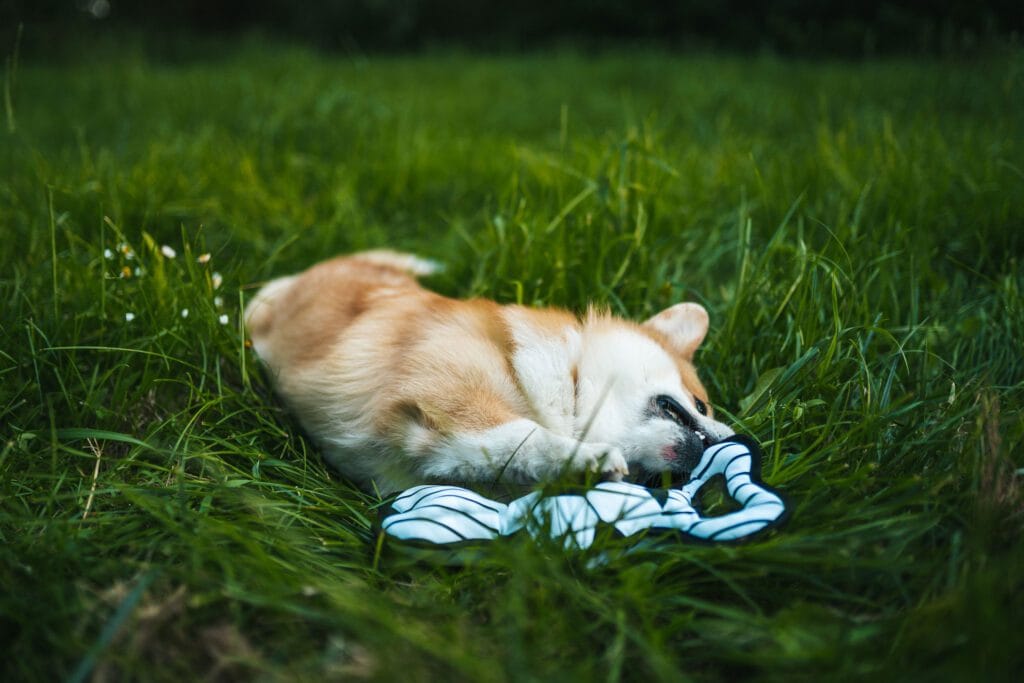 Gryzak pluszowa zabawka, piłka nożna dla psa