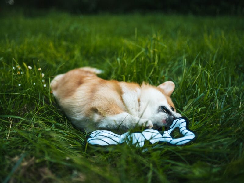Gryzak pluszowa zabawka, piłka nożna dla psa