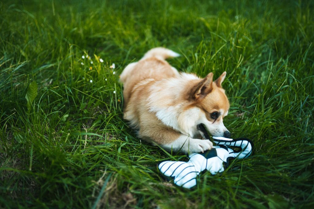 Gryzak pluszowa zabawka, piłka nożna dla psa