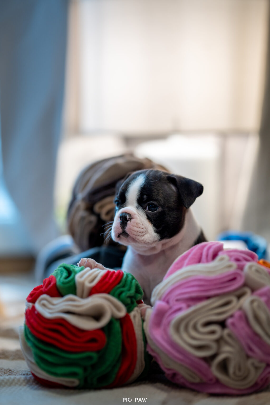 Dedykowane produkty dla Szczeniąt!