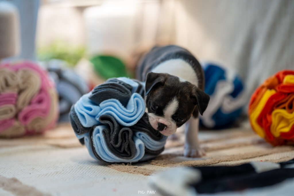 Dedykowane produkty dla Szczeniąt!