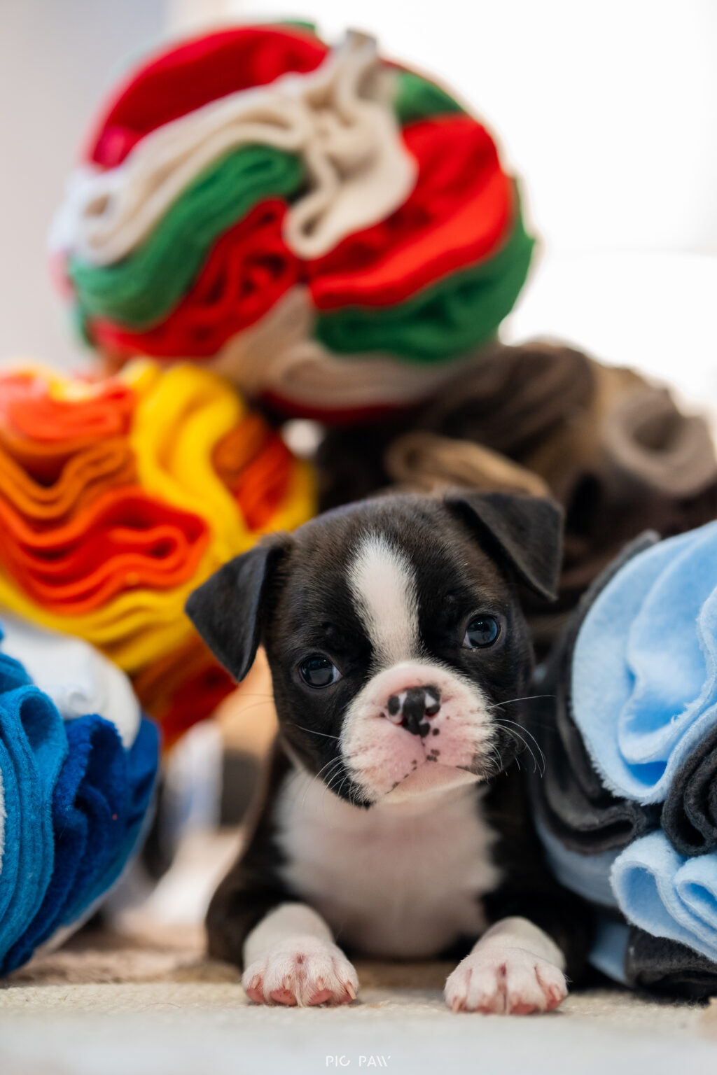 Dedykowane produkty dla Szczeniąt!