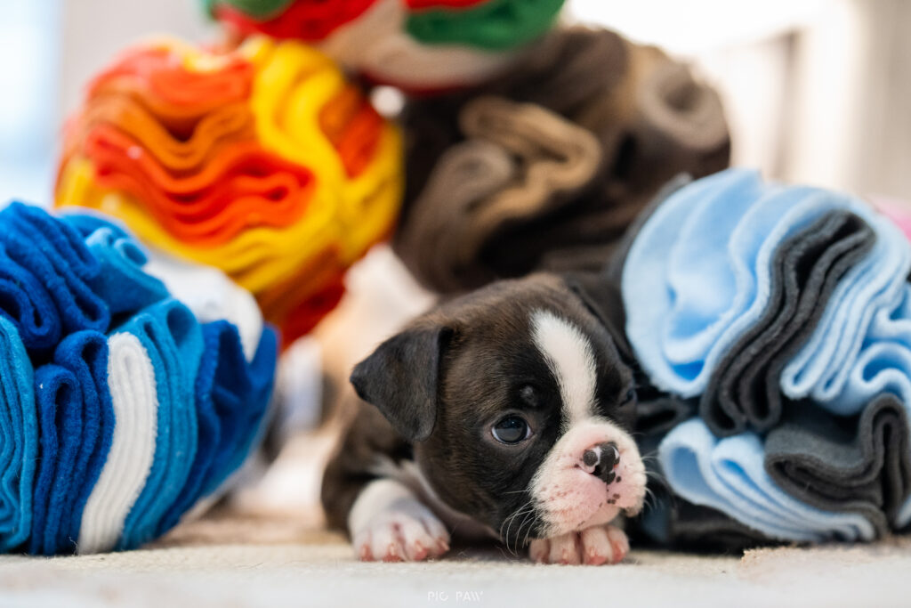 Dedykowane produkty dla Szczeniąt!