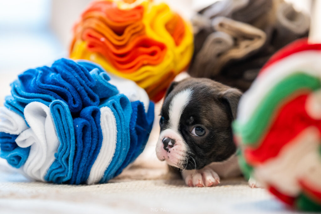 Dedykowane produkty dla Szczeniąt!